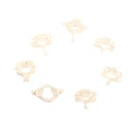 CLISPEED 1Set Life Cervical Spine Model for Medical Teaching Anatomical Study Patient Education Cervical Vertebra Model for Doctors and Students