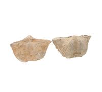 CLISPEED 2pcs Genuine Sea Shell Specimen for Educational Geology Beach Themed Ornaments Dinosaur for Boys and Girls