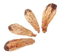 CLISPEED 4pcs Parrot Chewing Natural Foraging Bird Bite for Macaw Cockatiel Conure Interactive Pet Companion to Mental Health and Reduce Loneliness