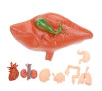 CLISPEED 8pcs Montessori Human Anatomy Teaching Models Realistic Brain Heart Lung Liver Kidney Organ Props for School Medical Education and Patient Demonstration