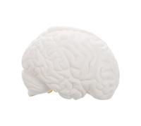 CLISPEED Anatomical Brain Educational Tool for Teaching Psychology Biology Removable Part Design for Classrooms Medical Institutions White