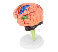 CLISPEED Detachable Human Brain Model 4d Anatomy Cerebrovascular Medical Model Educational Anatomical Brain for Biology Classroom and Neuroscience Study