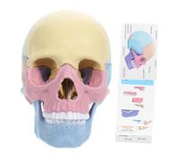 CLISPEED Detachable Human Skull Model Puzzle for Anatomy Study Realistic Stem Teaching Skull with Detailed Parts for Medical Students Artists and Educational Use