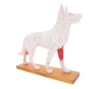 CLISPEED Dog Acupuncture Model Medical Anatomy Teaching Tool for Veterinary Students Laboratory Supplies with Detailed Canine Acupoints for Comprehensive Practice and Education