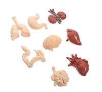 CLISPEED Human Internal Organs Model for Teaching Realistic Anatomy for School Education Practical and Detailed Human Body Simulation Aid for Students and Teachers