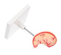 CLISPEED Human Stomach Anatomy Model Dissection Teaching Aid for Medical Research User Friendly Assembly Realistic Structure for Anatomy Education and Demonstration