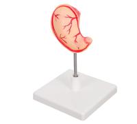 CLISPEED Human Stomach Dissection Model Anatomical Tool for Medical Research Education Design for Versatile Application Teaching Demonstration