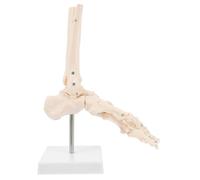 CLISPEED Plastic Human Foot Joint Anatomical Model Full-sized Foot Bone Skeleton Teaching Aid for Medical Students Chiropractors Orthopedic Surgeons Advanced PVC Construction