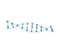 CLISPEED Scientific Dna Double Helix Model Kit for Biology Education Human Genes Molecular Assembly with Precision Parts Easy DIY Construction Portable Learning Tool for Classroom and