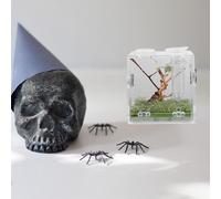 CLISPEED Spider Terrarium Breeding Box Set of 3 Small Acrylic Pet Cage with Forceps and Dropper for Florida Jumping Spiders Reptile Breeding Case Suitable for Insects and Small Reptiles