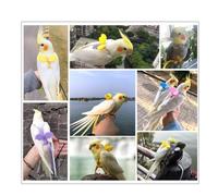 CLISPEED Ultra Light Parrot Harness with 2m Elastic Rope and Angel Wings Design, Soft Pink Bird Leash for Flying Freely Outdoors, Does Not Hurt Pet's Neck