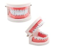 CLKE Standard Dental Model,2 Teaching Dental Models+2 Plastic Toothbrush,PVC Dental Teaching Models,for Tooth Demonstration,Teach Children To Brush Teeth