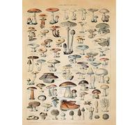 Close Up Adolphe Millot Champignons Art Print Vintage Teaching Poster Wall Decoration Mushroom Species in Antique Look 30 x 40 cm