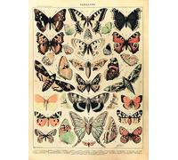 Close Up Adolphe Millot Papillons Art Print | Vintage Teaching Poster Wall Decoration | Butterfly Species in Antique Look | 30 x 40 cm