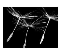 Close Up Dandelion Seed In Flight BW Unframed Wall Art Print Poster Home Decor Premium