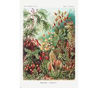 Close Up Laubmoose Poster Ernst Haeckel Kunstformen der Natur,Tafel 72 (61cm x 91,5cm)