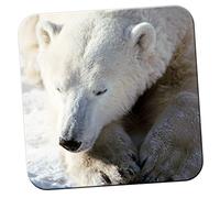 Close Up of A Polar Bear Coaster/Pack of Coasters
