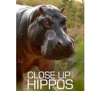Close Up With the Hippos