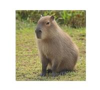 Cloth Napkins Set of 4 Capybara Sitting Grass Washable Polyester Dinner Napkins Soft Reusable Table Napkins for Home Xmas Holiday Party Wedding 20 X 20 In