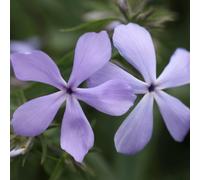 Clouds Of Perfume Border Phlox Perennials Flowering Plants Phlox 2L Pot Plant Theory Green One Size