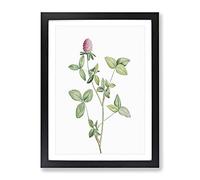 Clover Flower In Pink By Pierre Joseph Redoute Vintage Framed Wall Art Print, Ready to Hang Picture for Living Room Bedroom Home Office Décor, Black A2 (64 x 46 cm)