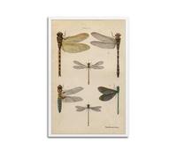 CMHONLY Various Dragonfly Forms in Illustration Poster Modern Wall Art Canvas Aesthetic Decoration Painting 16x24inch(40x60cm) Unframe-style
