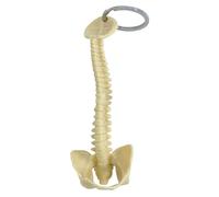 CNAFGBGG Human Spine Skeleton Keychain 6 Inch Realistic Skeleton Wallet Keychain Teaching Display Human Model Novelty Spine Keyring for Car, Keys, Camera, Wallet(Yellow)