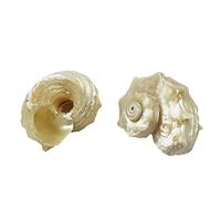 CNDBAHHE Large marine shells, Natural shell, 2Pcs, Small Sized Growth Shells 1.18-1.57 Inches,Natural Opening Sizes 0.39-0.59 Inch(4cm)