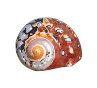 CNDBAHHE Large marine shells, Natural shell, 5.5-8Cm Natural Sea Shell Fish Tank Ornament DIY Craft Collector for Wedding Beach Theme Party Decor(5.5cm)