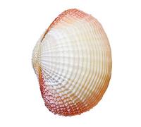 CNDBAHHE Large marine shells, Natural shell, Ocean Conch Seashells for Wedding Decor Beach Theme Party, Home Decorations,DIY Crafts, Fish Tank And Shell Collectors(7CM)