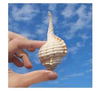 CNDBAHHE Large marine shells, Natural shell, Shells 5~8Cm Large Natural Sea Shells for Wedding Decor Beach Theme Party, Home Decorations(7~8cm)