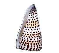 CNDBAHHE Large marine shells, Natural shell, Shells Large Natural Sea Shells 6-11Cm Party Wedding Home Decorations Accessories(8~9cm)