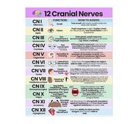 CNTUSRXT Cranial Nerves Anatomy Chart - Color-Coded Visual Learning Tool for Neurology Studies, School and Office Decor(Unframed,12x18inch(30x45cm))