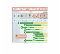 CNTUSRXT Fetal Development Poster Pregnancy Growth Stages Chart Conception to Birth Timeline Wall-Art for Nursery Living Room Bedroom Decor(Unframed,16x16inch(40x40cm))