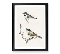 Coal Tit & Marsh Tit by Von Wright Framed Print | A2 Black Framed Wall Art | Ready to Hang | Modern Nature Picture | Living Room Bedroom Lounge Office