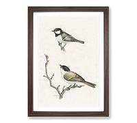 Coal Tit & Marsh Tit by Von Wright Framed Print | A2 Walnut Framed Wall Art | Ready to Hang | Modern Nature Picture | Living Room Bedroom Lounge Office