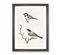 Coal Tit & Marsh Tit By Von Wright Vintage Framed Print | A2 Walnut Framed Wall Art | Ready to Hang | Classic Nature Picture | Living Room Bedroom Lounge Office