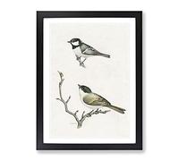 Coal Tit & Marsh Tit By Von Wright Vintage Framed Print | A3 Black Framed Wall Art | Ready to Hang | Classic Nature Picture | Living Room Bedroom Lounge Office