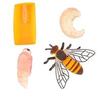 cobee Insect Figurines Life Cycle Age 3+ of Bee Growth Model, 4 Pcs Preschool Learning Teaching Insect Growth Cycle Model Toy Realistic Animal Figures Insect Education Growth Stage Model Props