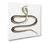 Cobra Capella Snake Illustration by John Edward Gray Canvas Print | Gallery Wrapped 30mm Frame Wall Art | 20x20 inches | Ready to Hang | Modern Animals Picture | Living Room Bedroom Lounge Office