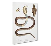 Cobra Capella Snake Illustration by John Edward Gray Canvas Print | Gallery Wrapped 30mm Frame Wall Art | 30x20 inches | Ready to Hang | Modern Animals Picture | Living Room Bedroom Lounge Office