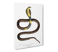 Cobra Capella Snake Illustration By John Edward Gray Canvas Print | Gallery Wrapped 30mm Frame Wall Art | 24x16 inches | Ready to Hang | Retro Animals Picture | Living Room Bedroom Lounge Office