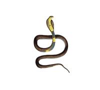 Cobra Capella Snake Illustration By John Edward Gray Vintage Canvas Wall Art Print Ready to Hang, Framed Picture for Living Room Bedroom Home Office Décor, 60x40 cm (24x16 Inch)