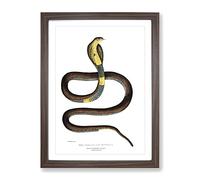 Cobra Capella Snake Illustration By John Edward Gray Vintage Framed Print | A2 Walnut Framed Wall Art | Ready to Hang | Classic Nature Picture | Living Room Bedroom Lounge Office