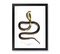 Cobra Capella Snake Illustration By John Edward Gray Vintage Framed Print | A4 Black Framed Wall Art | Ready to Hang | Classic Nature Picture | Living Room Bedroom Lounge Office