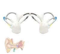 Cochlear Anatomical Teaching Model, Magnified Human Inner Ear with Vestibular Structure, 2-Part Bilateral PVC for Medical Study and Education