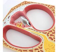 Cochlear Spiral Anatomical Model of Hearing Organ for Education | Anatomical Ear Model for Education - Detailed Cochlear Structure for Teaching and Understanding Hearing Mechanisms