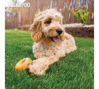 Cockapoo 2025 Traditional Calendar