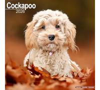 Cockapoo 2026 Calendar | Square Wall Calendar | Dog Breed Gift | Plastic Free Packaging | by Avonside Publishing