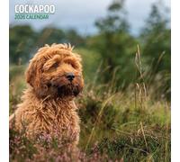 Cockapoo 2026 Traditional Calendar